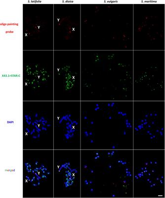 The Formation of Sex Chromosomes in Silene latifolia and S. dioica Was Accompanied by Multiple Chromosomal Rearrangements